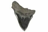Bargain, Fossil Megalodon Tooth - Serrated Blade #170353-1